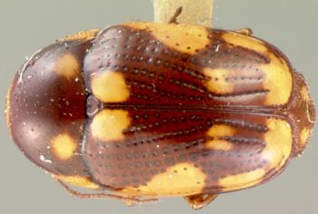 Media type: image;   Entomology 9257 Aspect: habitus dorsal view